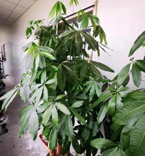 居家養(yǎng)什么花草植物好_居家養(yǎng)花有哪些好處_花草居家養(yǎng)植物好養(yǎng)活嗎