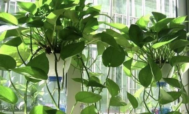 花草居家養(yǎng)植物好養(yǎng)活嗎_居家養(yǎng)花有哪些好處_居家養(yǎng)什么花草植物好