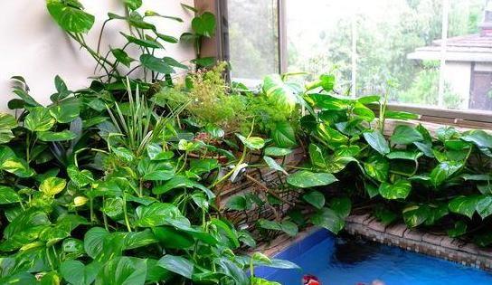 花草居家養(yǎng)植物好養(yǎng)活嗎_居家養(yǎng)花有哪些好處_居家養(yǎng)什么花草植物好