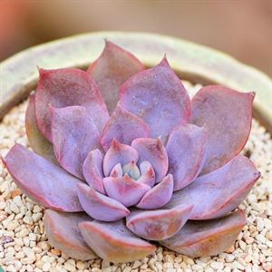 <strong>有著幾種多肉植物的貴族，別的都看不上了</strong>