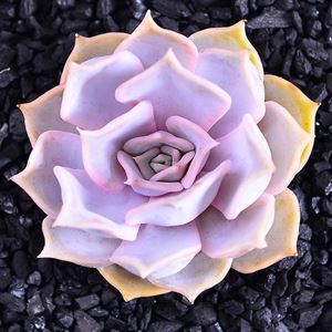 多肉植物海琳娜_多肉海琳娜_多肉海琳娜好養(yǎng)嗎