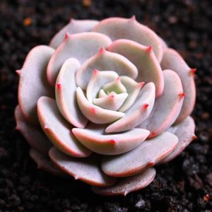 多肉海琳娜_多肉海琳娜好養(yǎng)嗎_多肉植物海琳娜