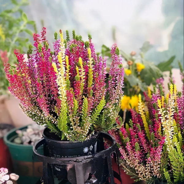 耐熱花卉植物_耐熱力強(qiáng)的花卉耐寒力也很強(qiáng)_耐熱的花卉有哪些