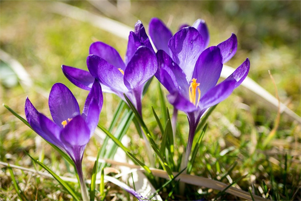 擺在辦公室的綠植(求教,辦公室擺放什么綠植比較好?)