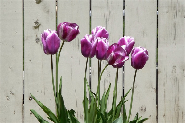 巴西木水培盆栽(巴西木水培盆栽怎么養(yǎng)護(hù))