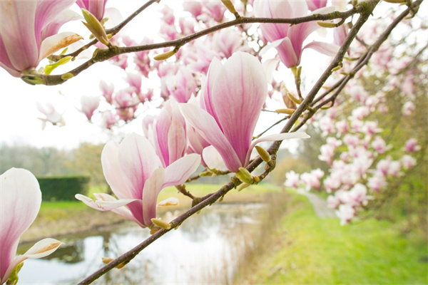 冬季開什么花（盤點(diǎn)十種冬天最美的花）