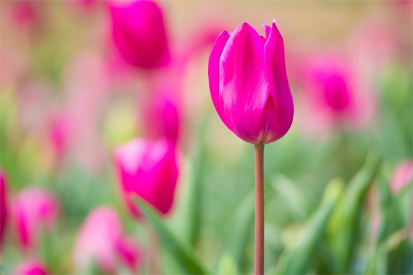 租綠植花卉(58同城綠植租賃)
