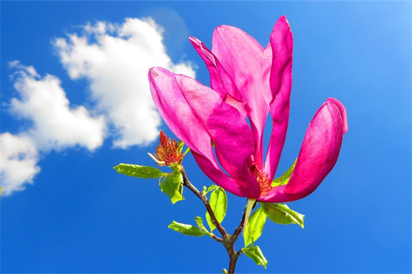 適合北方室內(nèi)的綠植(適合北方室內(nèi)養(yǎng)的綠植盆栽)