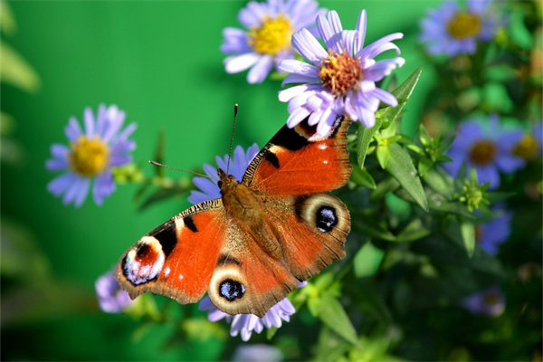 開花的綠植有哪些(開花的綠植有哪些圖片)