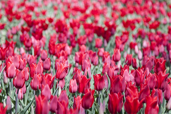 鉤織花朵盆栽(鉤織花朵盆栽視頻教程)