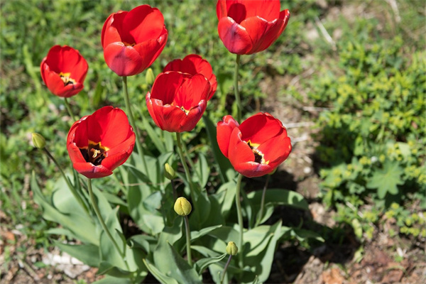 鮮花藝術(shù)(鮮花藝術(shù)品)
