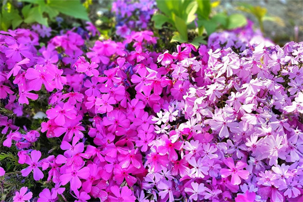 花卉綠植租賃費(fèi)用(花卉綠植租賃費(fèi)用多少)