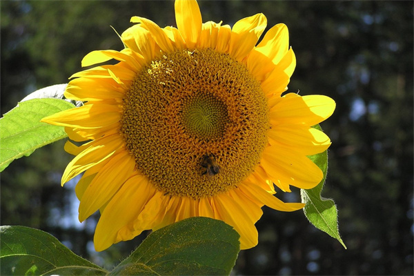 大連賣盆栽綠植的地方(大連盆栽花卉批發(fā)市場在哪)