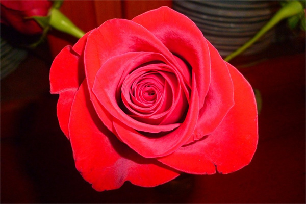 花卉盆栽水培植物(盆栽水培植物有哪些)