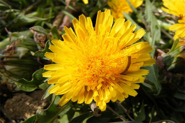 水培綠植價格(水培植物種植技術(shù))
