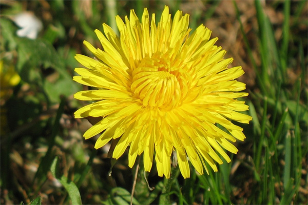 冬季開花的室內(nèi)盆栽(冬季開花的室內(nèi)盆栽花卉有哪些)