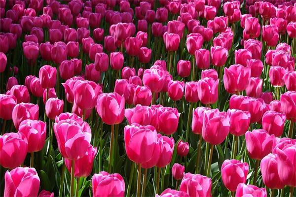 適合居家客廳擺放的綠植(適合居家客廳擺放的綠植圖片)