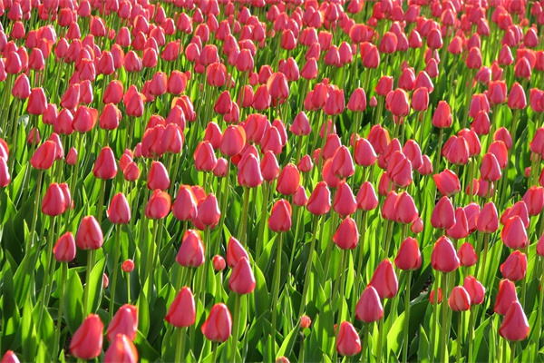 小葉雀梅盆景怎么養(yǎng)（小葉雀梅的養(yǎng)護(hù)注意事項(xiàng)）