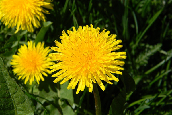 北方盆栽花(北方盆栽花卉秋季什么溫度入室)