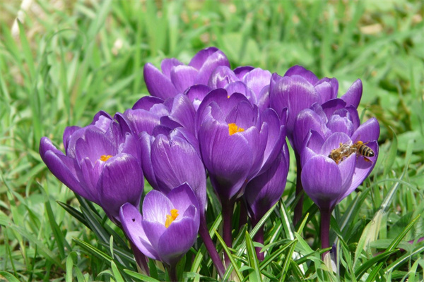 耐寒盆栽植物(耐寒盆栽植物排行榜)