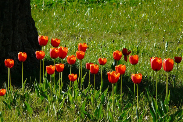 一品紅盆栽批發(fā)(一品紅盆栽批發(fā)市場(chǎng)在哪)