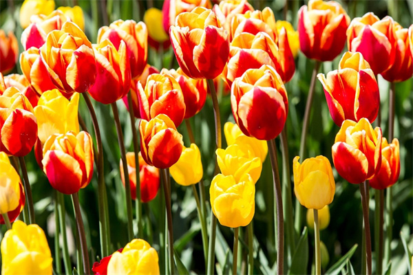 賣綠植盆栽(賣綠植盆栽賺錢嗎)
