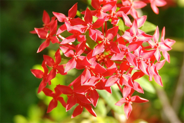 室內(nèi)盆栽手繪(室內(nèi)盆栽手繪圖片)