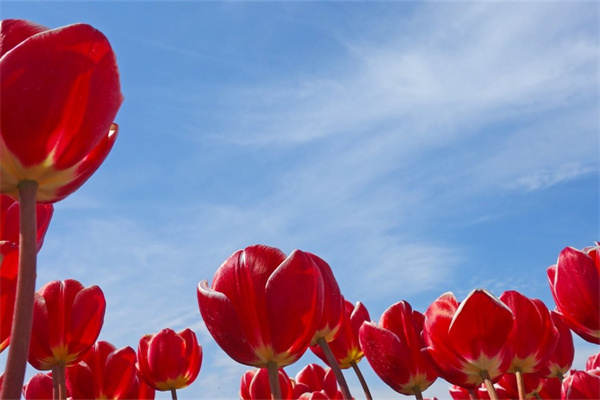 什么果樹適合家里盆栽(什么果子適合家里盆栽好養(yǎng)?)