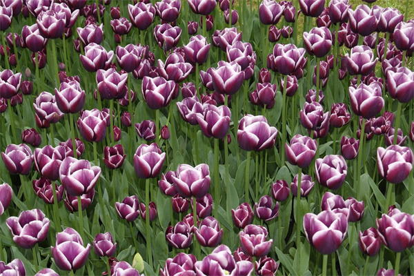 太原綠植室內(nèi)(太原周邊室內(nèi)生態(tài)植物園)