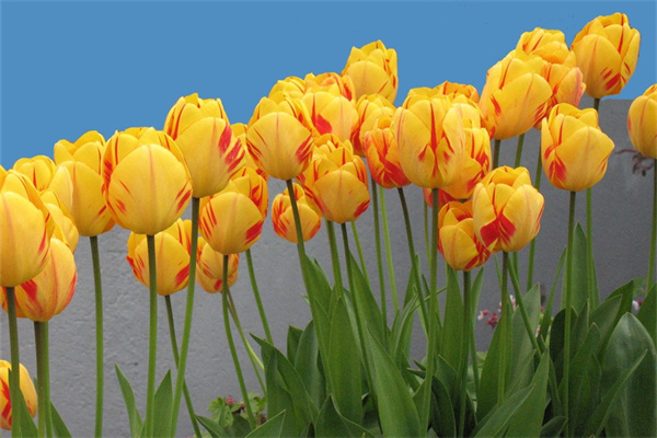 玫瑰配什么花(玫瑰配什么花茶)