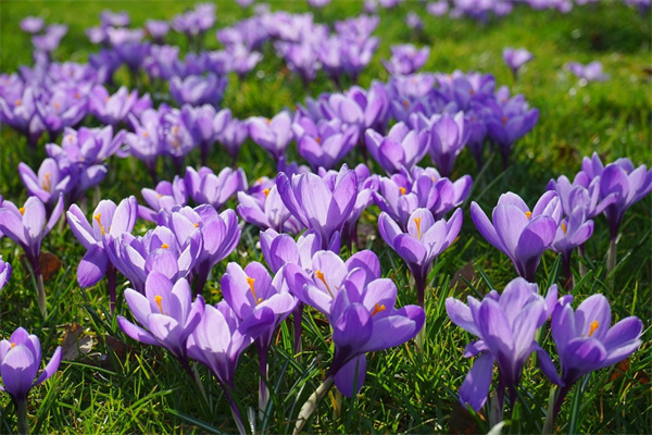 美篇送花要付費嗎(美篇中的送花對方能收到現(xiàn)金嗎)