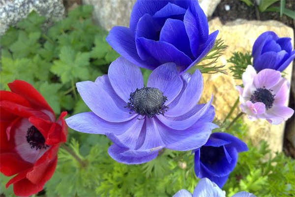 用錢疊玫瑰花(用錢疊玫瑰花的折法)