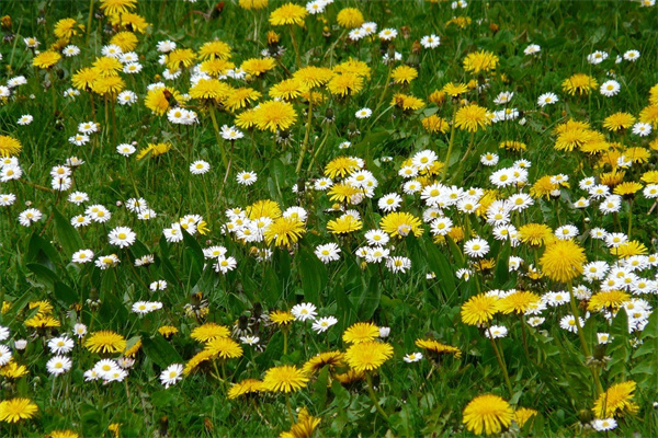 可以凈化空氣的盆栽(凈化空氣的盆栽有哪些品種)