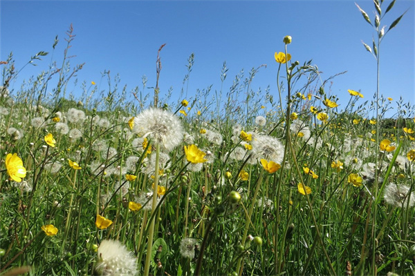 綠植鮮花批發(fā)哪里有(綠植鮮花批發(fā)哪里有批發(fā)的)