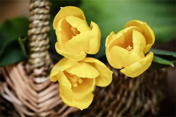 昆明有哪些花卉市場(昆明市最大花卉市場在哪里)