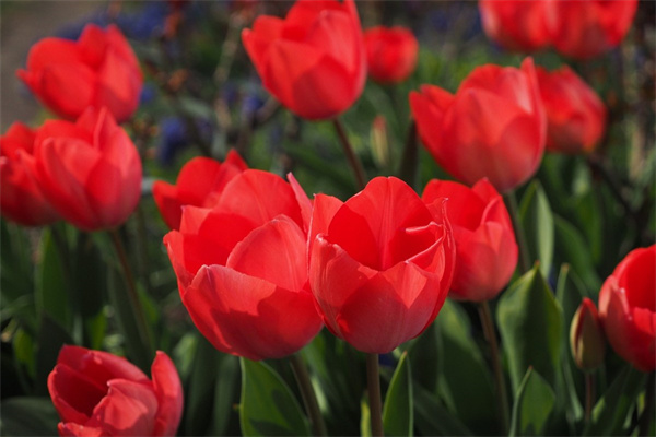 多肉植物美花角(多肉梅花角開(kāi)花有多少種顏色)