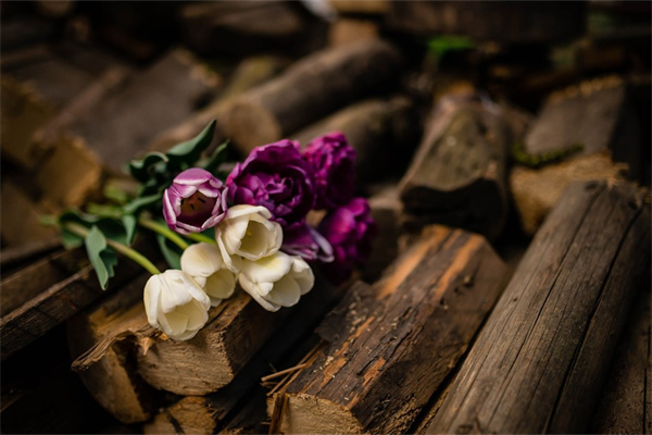 紫心多肉怎么養(yǎng)殖(紫心多肉怎么養(yǎng)殖的)