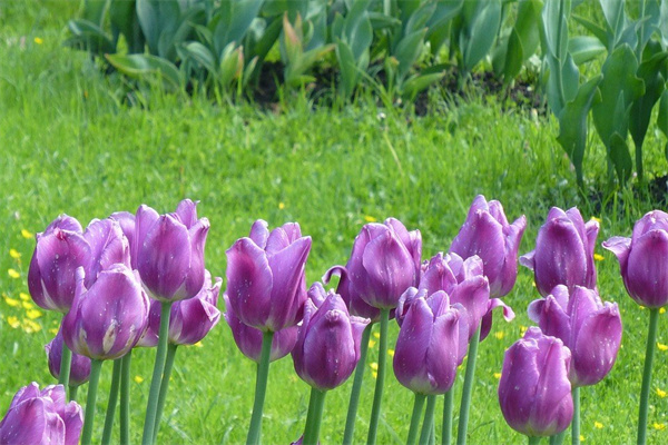 玫瑰花壽命(玫瑰花壽命可以活20年嗎)