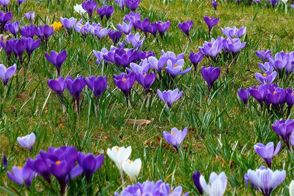 肛門上有很多肉粒(肛門處長很多小肉粒)