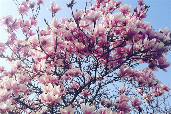 康乃馨是團(tuán)狀花材嗎(康乃馨是什么花序)