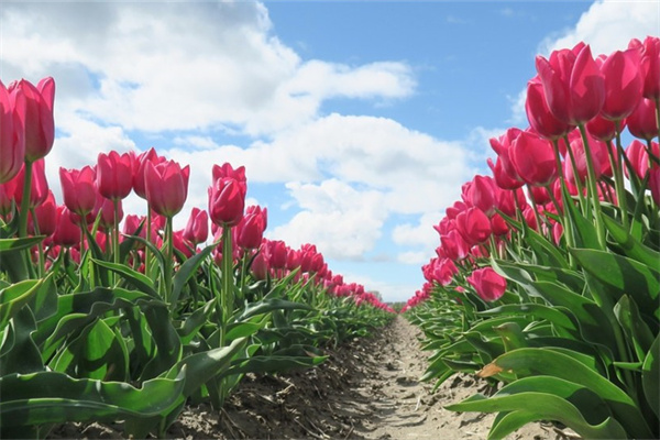 東莞綠植批發(fā)市場(東莞盆栽花卉批發(fā)市場)