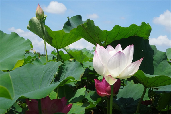 盆栽報價(盆栽盆子的價格)