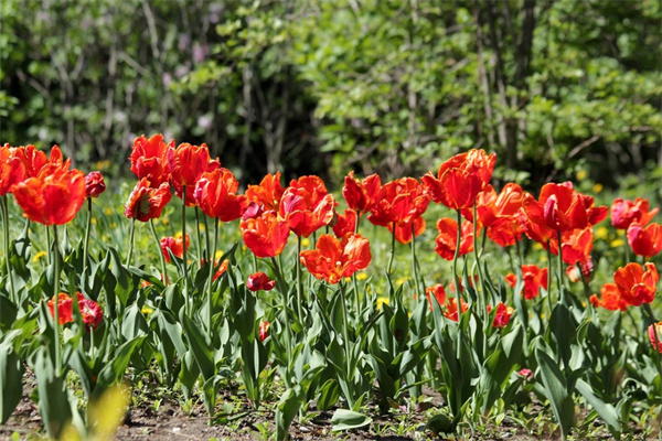 花卉公司哪家好(花卉公司是做什么的)