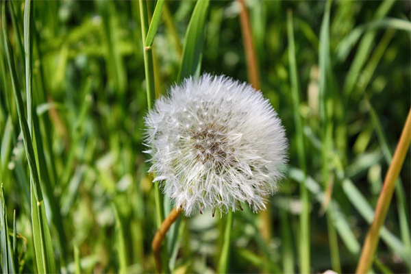 非洲茉莉花怎么養(yǎng)(非洲茉莉花養(yǎng)殖注意事項(xiàng))