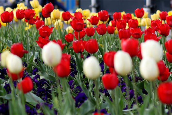 擺攤花束包裝(擺地?cái)傰r花怎么包裝)