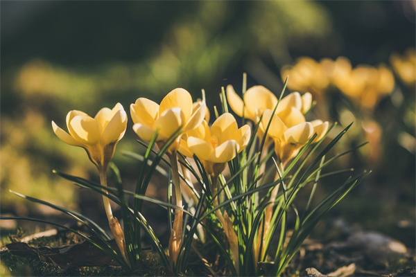 綠蘿怎么扦插,學(xué)會了你的綠蘿就會爆盆