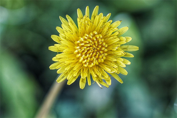 開粉色花的綠植(開粉色花的盆栽有什么)