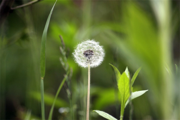 泰安訂鮮花(泰安買(mǎi)花市場(chǎng))