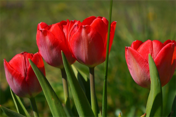愛(ài)情的花朵(愛(ài)情的花朵已在我心中開(kāi)放)