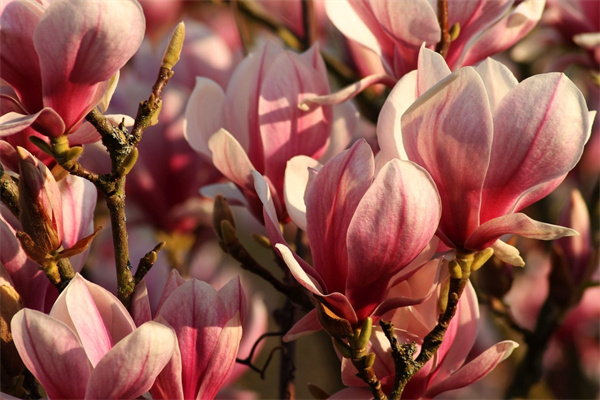 蟹爪蘭放在房間沒有陽光怎么辦 冬季房間沒陽光怎樣養(yǎng)殖蟹爪蘭